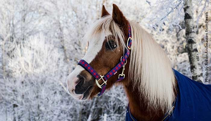 Stages Poney Vacances De Noël 2019