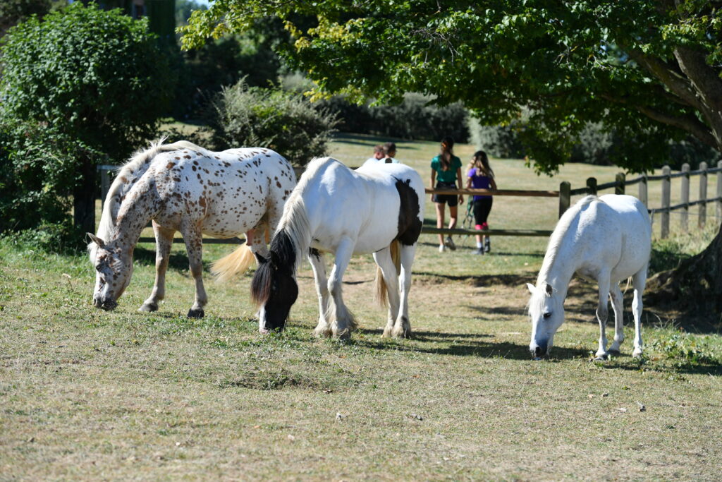 Poney 71 - Poney enfants en Saône-et-Loire