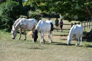 Poney 71 - Poney enfants en Saône-et-Loire