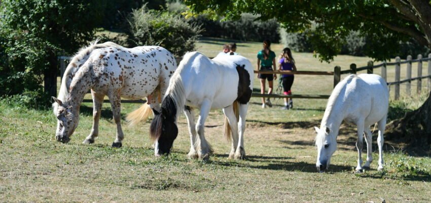 Poney 71 - Poney enfants en Saône-et-Loire